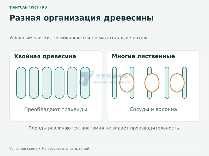Условная схема трахеид хвойных и сосудов с волокнами многих лиственных пород, не микрофотография